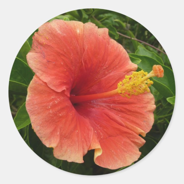 Orange Hibiscus Flower Tropical Floral Classic Round Sticker (Front)