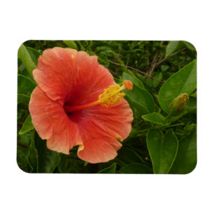 Orange Hibiscus Flower Tropical Floral Magnet