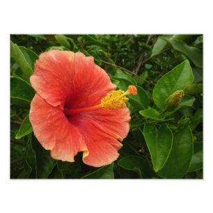 Orange Hibiscus Flower Tropical Floral Photo Print