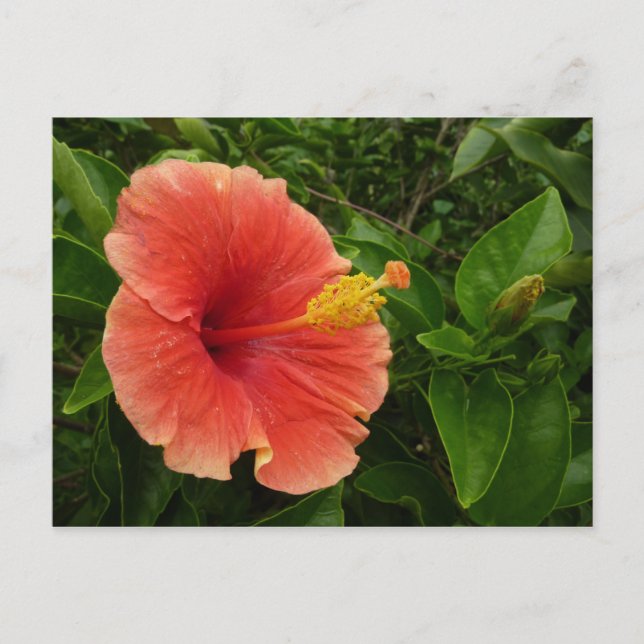 Orange Hibiscus Flower Tropical Floral Postcard (Front)
