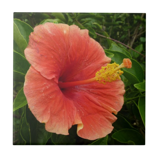 Orange Hibiscus Flower Tropical Floral Tile (Front)