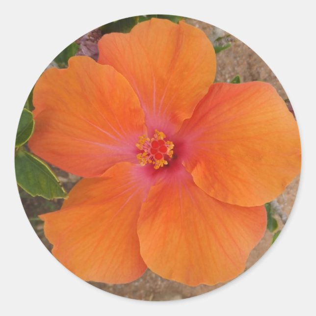 Orange Hibiscus stickers (Front)
