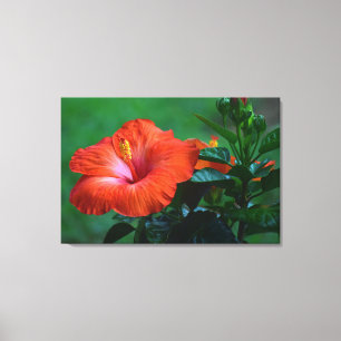 Orange Hibiscus Stretched Canvas Print