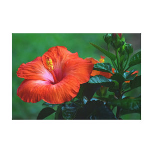 Orange Hibiscus Stretched Canvas Print