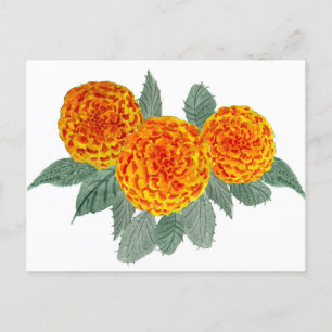 Orange Hydrangea Flowers Postcard