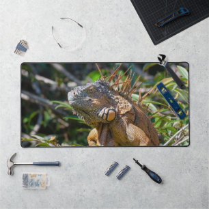 Orange Iguana, Faune Photo Lizard