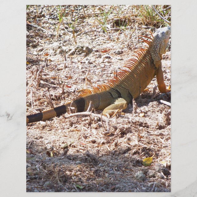 Orange Iguana hunts (Front)