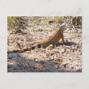 Orange Iguana hunts Postcard