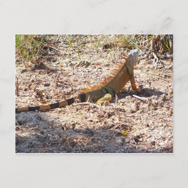 Orange Iguana hunts Postcard (Front)