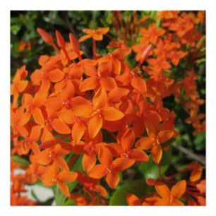 Orange Ixora Plant Poster