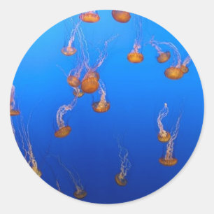 Orange Jellyfish Classic Round Sticker