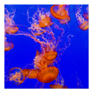 Orange Jellyfish Glossy Poster Blue Ocean Art