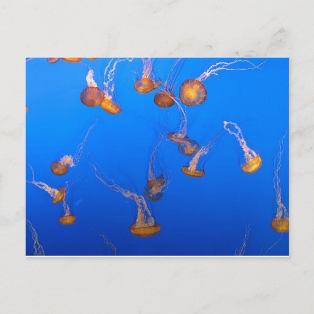 Orange Jellyfish Postcard (Front)