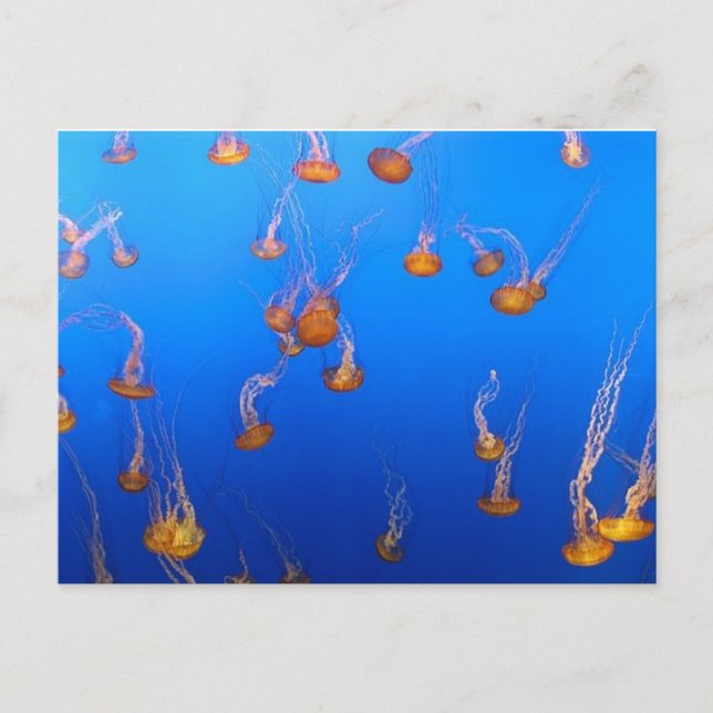 Orange Jellyfish Postcard (Front)