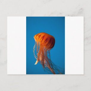 Orange Jellyfish Postcard