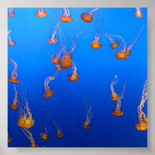 Orange Jellyfish Poster