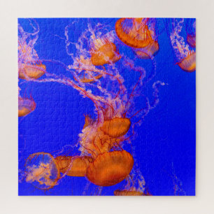 Orange Jellyfish Puzzle   Blue Ocean Sea Life
