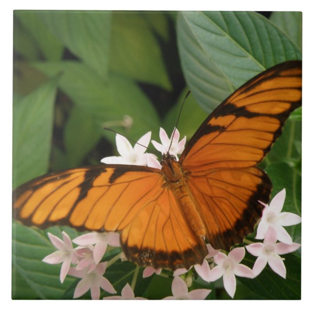 Orange Julia Butterfly Tile (Front)