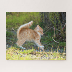 Orange Kitten Jigsaw Puzzle