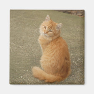 Orange Kitten Photo Magnet