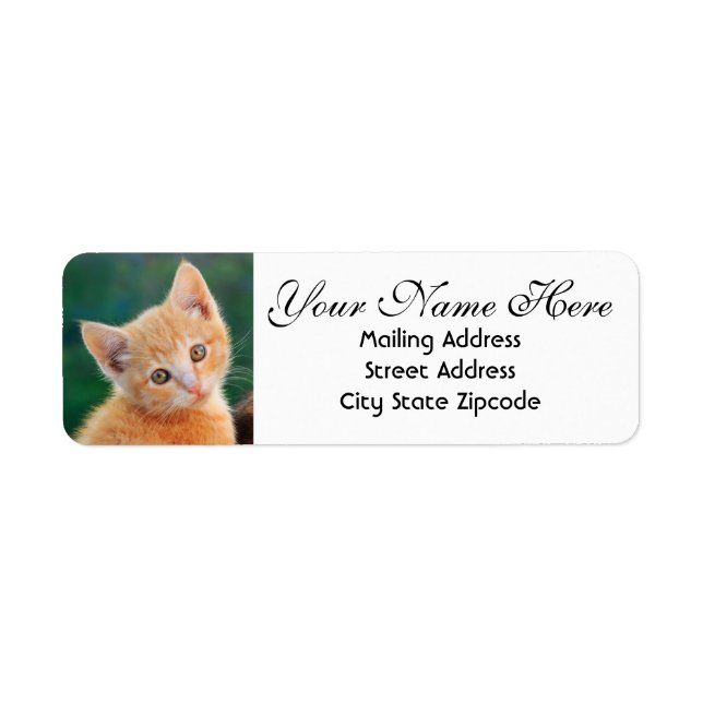 Orange Kitten Return Address (Front)
