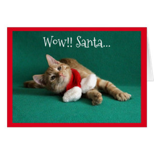 Orange Kitten Wearing Christmas Scarf