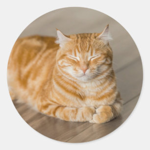 Orange Kitty Classic Round Sticker