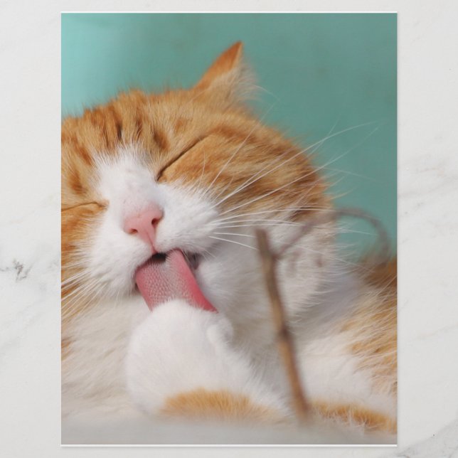 Orange Kitty Licks (Front)