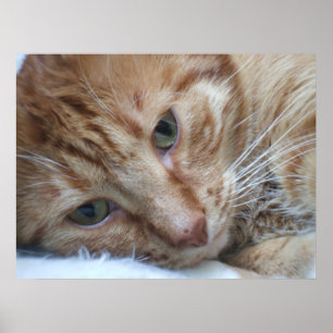 Orange Kitty Poster