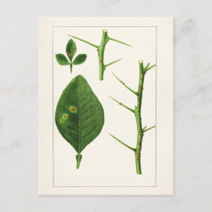 Orange Leaves (Poncirus Trifoliata) Painting Postcard
