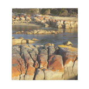 Orange Lichen on Rocks, Binalong Bay, Bay of Notepad