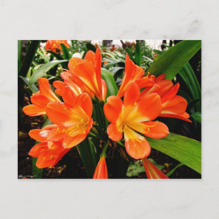 Orange Lillies Flowers @ Funchal, Portugal Postcard