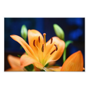 Orange Lilly Flower Blossom Photo Print
