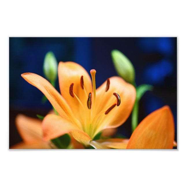 Orange Lilly Flower Blossom Photo Print (Front)