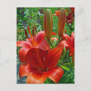 Orange Lily Blossoms Postcard