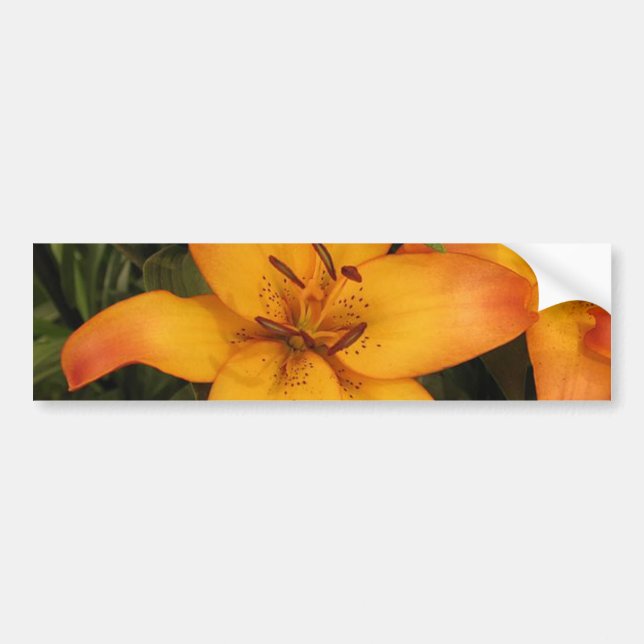 Orange Lily Bumper Sticker (Front)
