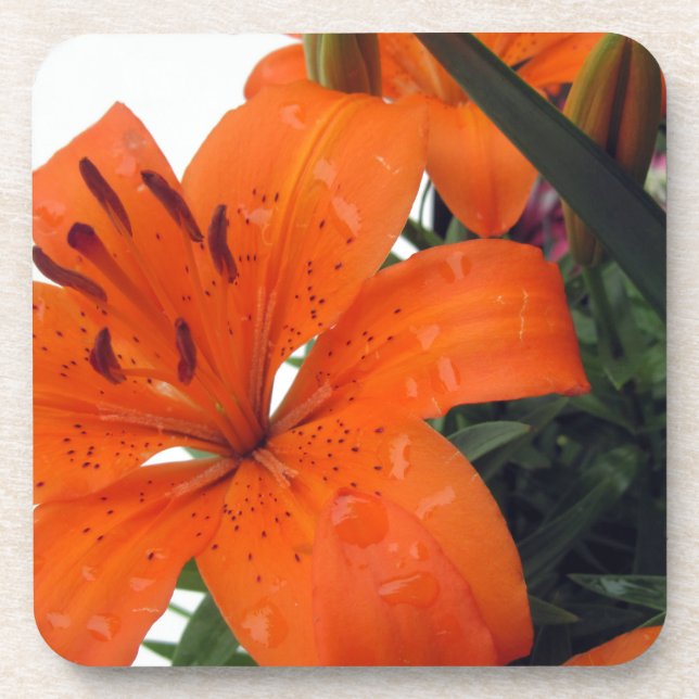Orange LIly Coaster (Front)