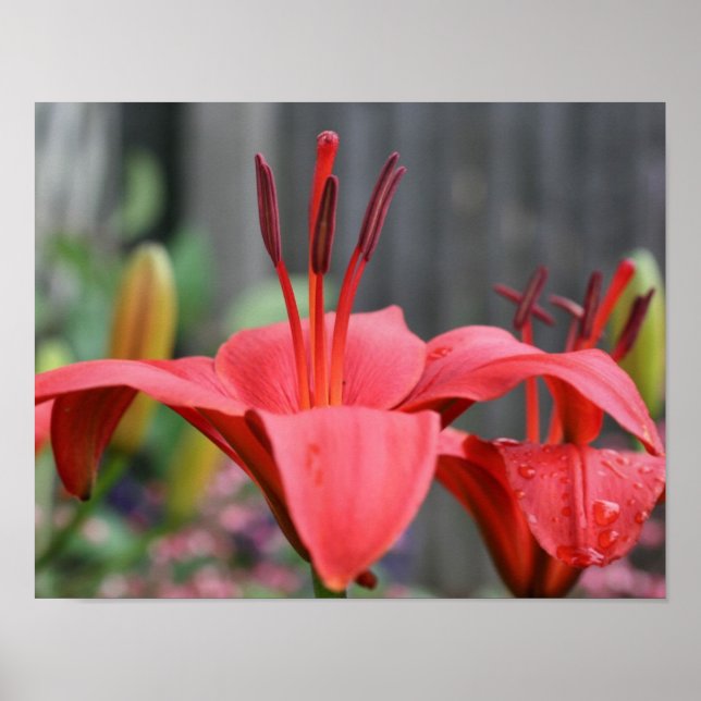 Orange Lily Flower Close Up Poster (Front)