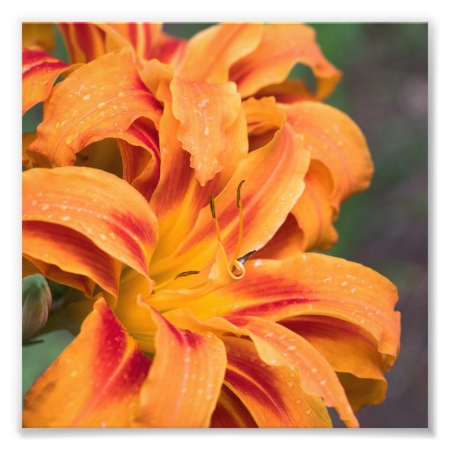 Orange Lily Flower Photo Print (Front)