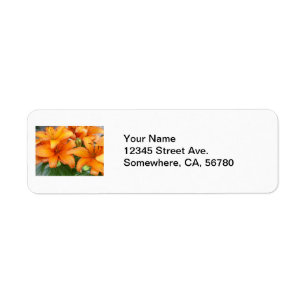 Orange Lily Flowers