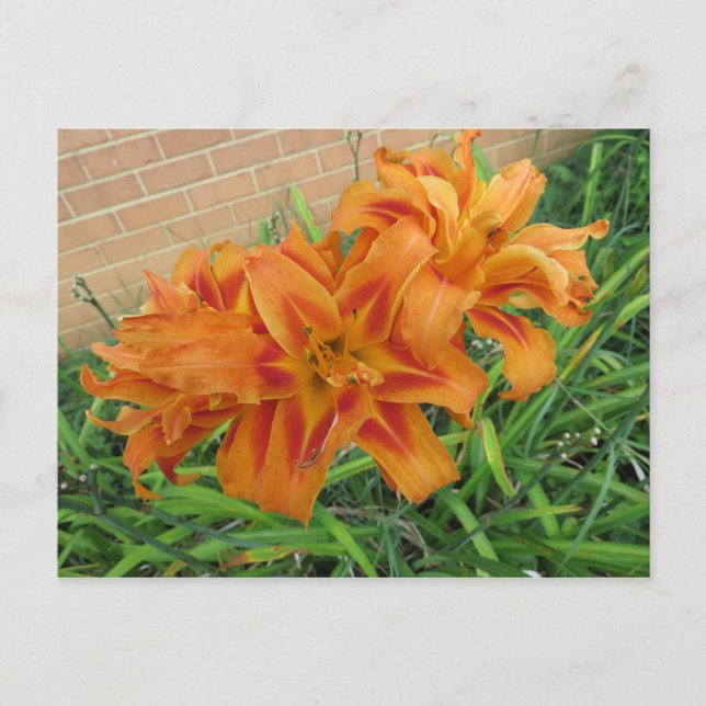 Orange Lily Postcard (Front)
