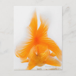 Orange lionhead goldfish (Carassius auratus) 2 Postcard