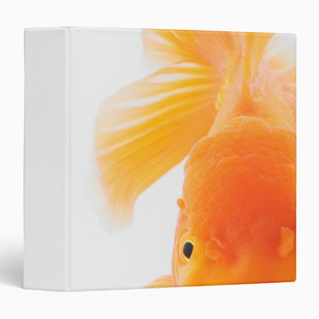 Orange lionhead goldfish (Carassius auratus) Binder (Front/Spine)