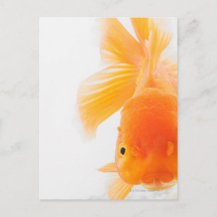 Orange lionhead goldfish (Carassius auratus) Postcard