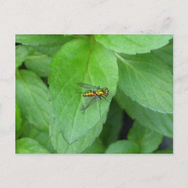 Orange long legged fly sitting on mint leaf postcard (Front)
