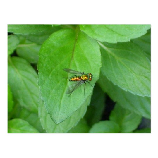 Orange long legged fly sitting on mint leaf postcard