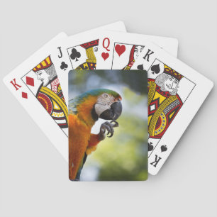 Orange Macaw Playing Cards