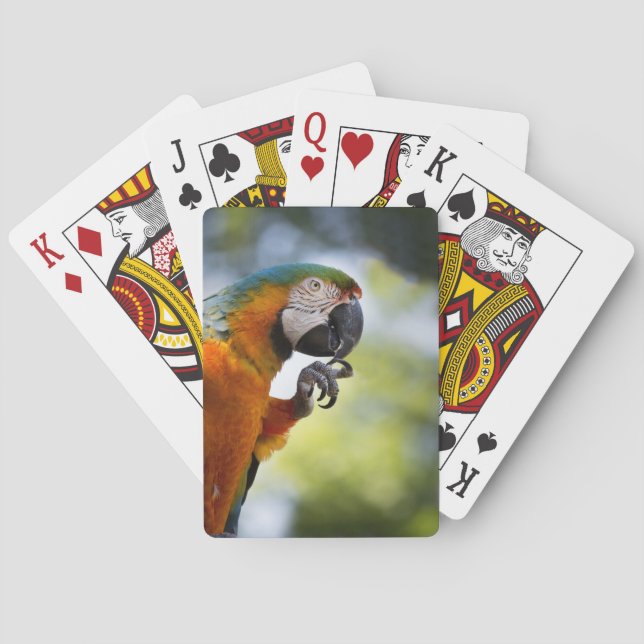 Orange Macaw Playing Cards (Back)