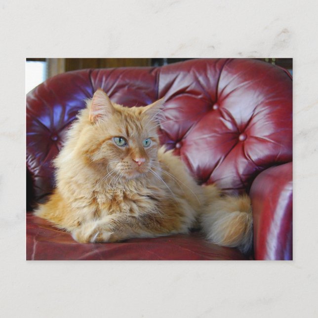 Orange Maine Coon Cat Postcard (Front)