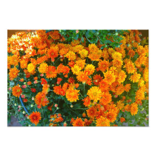 Orange Margarita Daisy Flower Photo Print